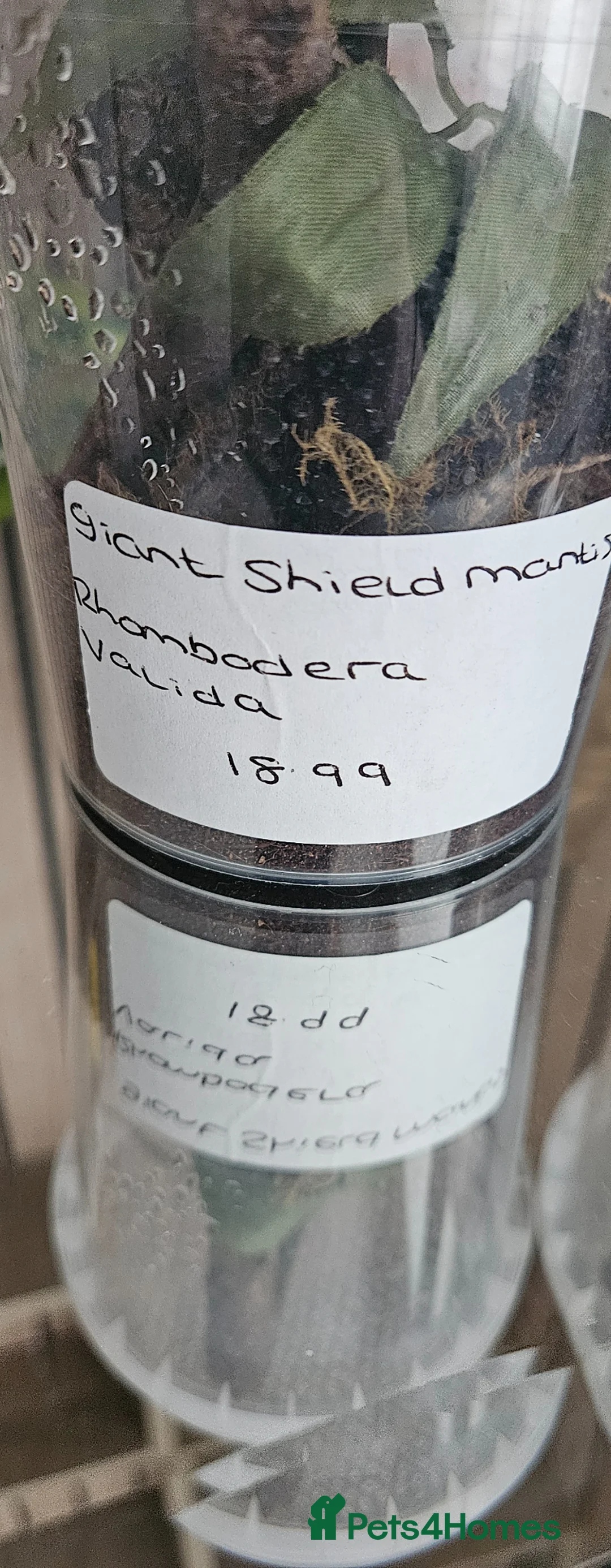 Praying Mantis invertebrates for sale: Giant rainforest mantis and a Giant shield Mantis - Advert 2