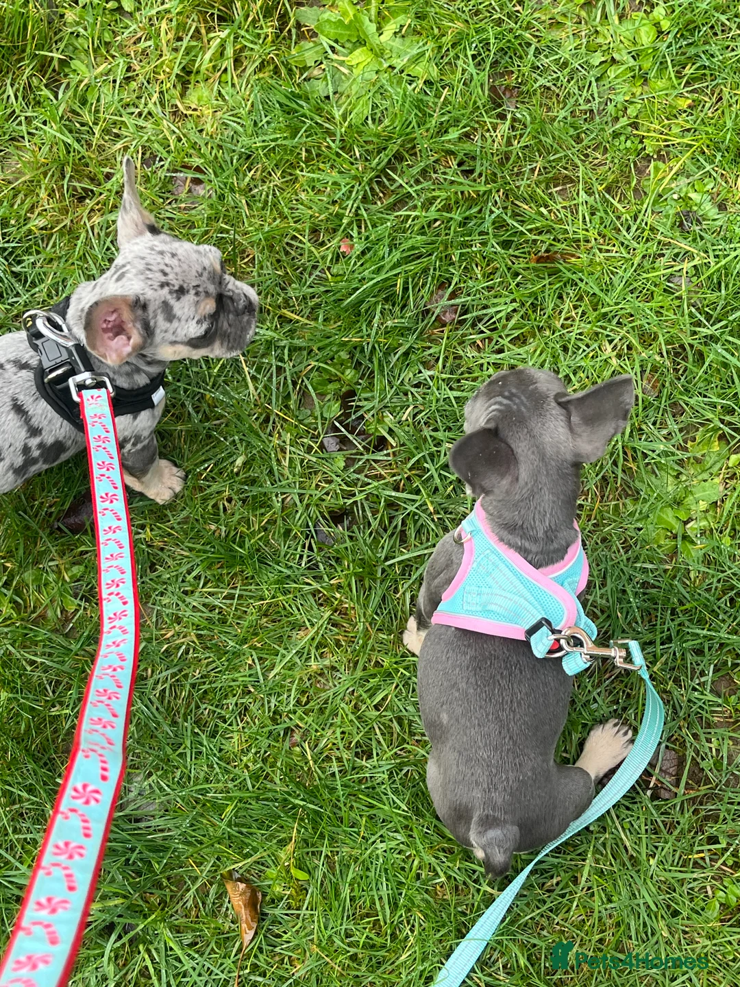 French Bulldog dogs for sale: Beautiful French bulldog pups ready to leave now - Advert 5