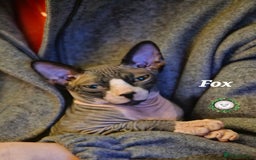 Sphynx cats for sale: Adorable Canadian Sphynx – Champion Bloodline - Image 3