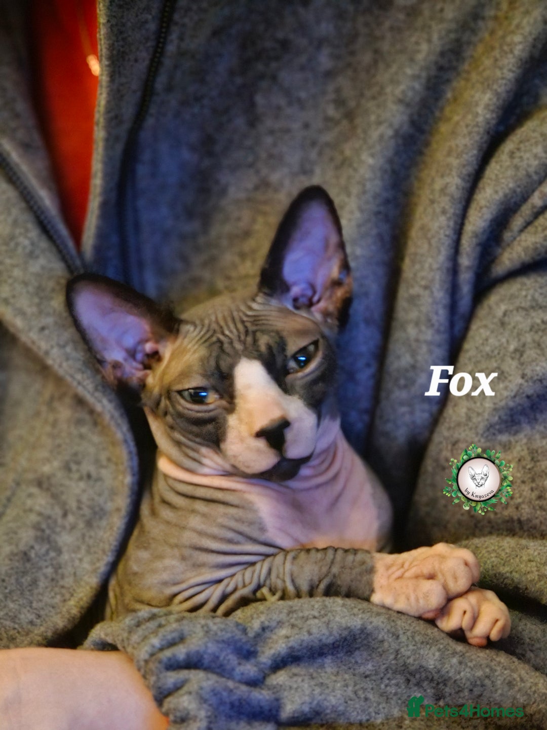 Sphynx cats for sale: Adorable Canadian Sphynx – Champion Bloodline - Image 3