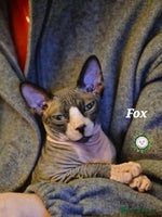 Sphynx cats - Advert 3