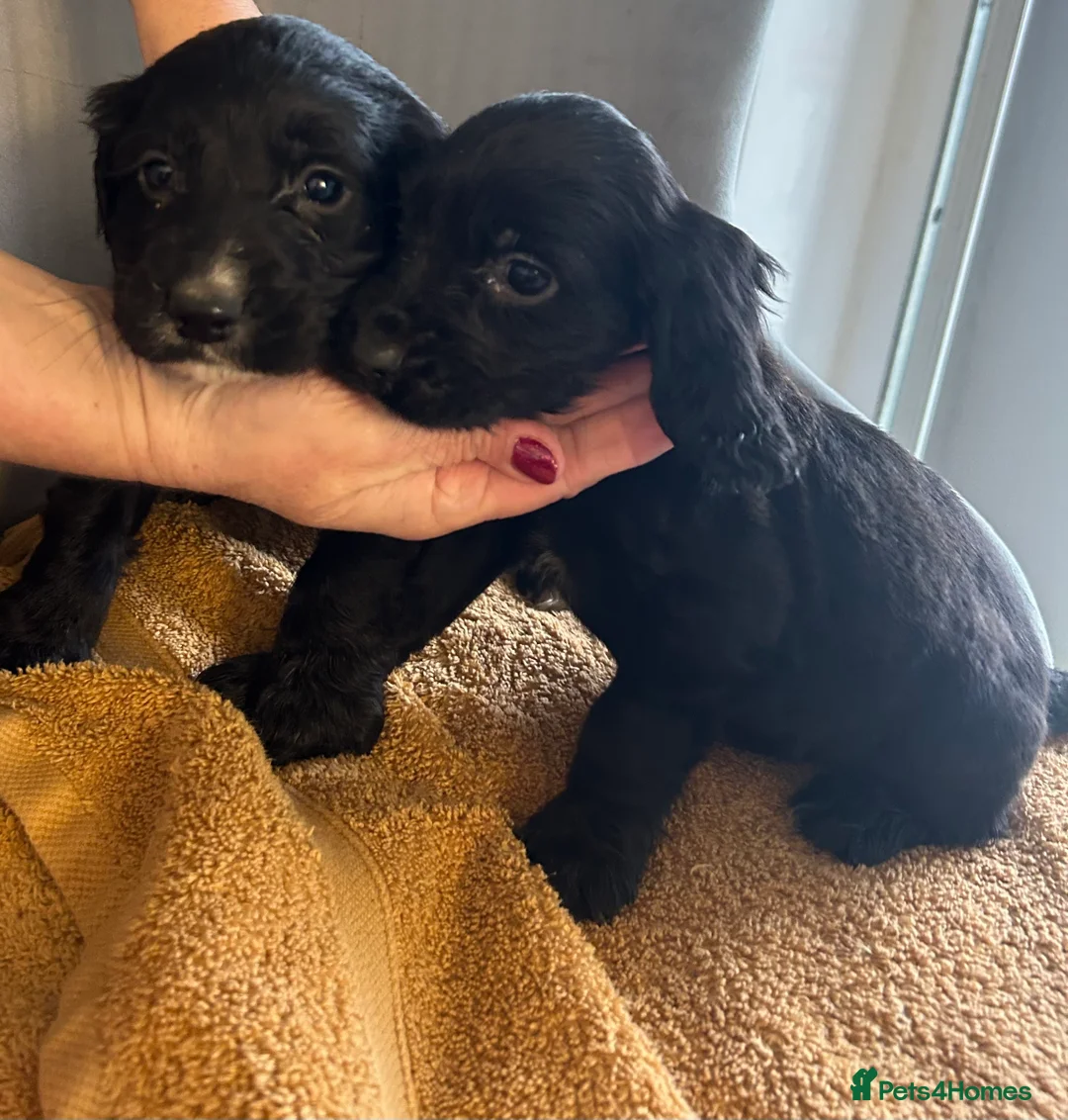 Cocker Spaniel dogs for sale:  **  Day Baby’s. 8 cocker spaniel puppies.  - Advert 5