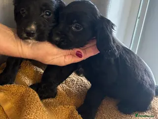 Cocker Spaniel dogs ** Day Baby’s. 8 cocker spaniel puppies. - Advert 6