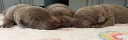 Labrador Retriever dogs for sale: Stunning Silver/Charcoal Labrador pups - Advert 11