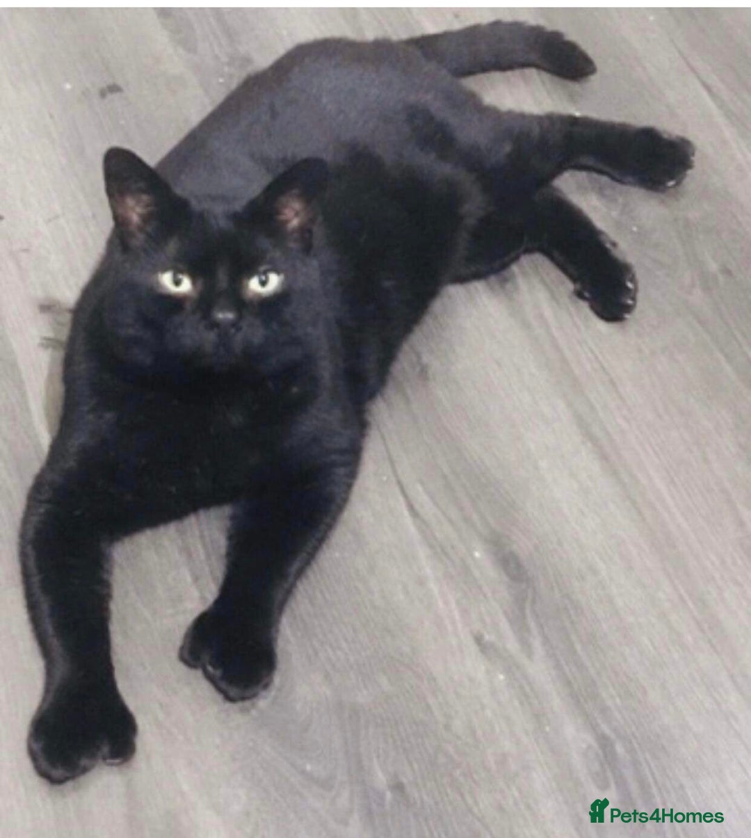 British Shorthair cats for sale: 2 girls 1 boy very docile  - Image 11