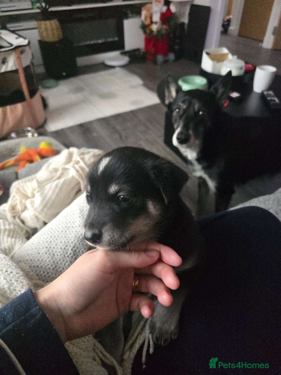 Mixed Breed dogs for sale: Husky Alaskan Golden Retriver   labrador mix pupps - Advert 1