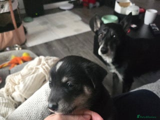 Mixed Breed dogs Husky Alaskan Golden Retriver labrador mix pupps - Advert 3