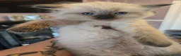 Ragdoll cats for sale: Just 2 left: Purebred female Ragdoll kittens - Advert 18