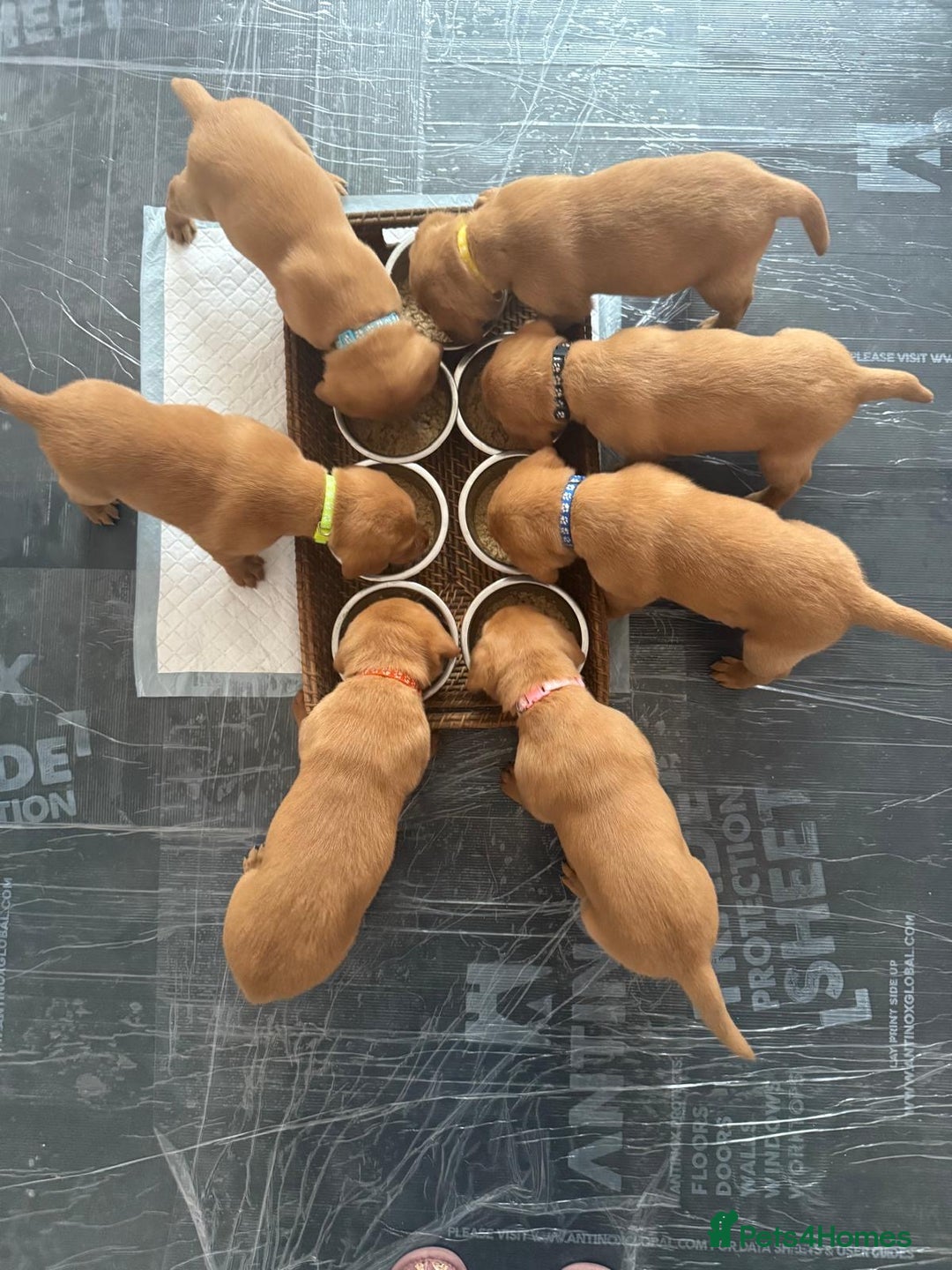 Labrador Retriever dogs for sale: 6 stunning fox red Labrador puppies  - Advert 3