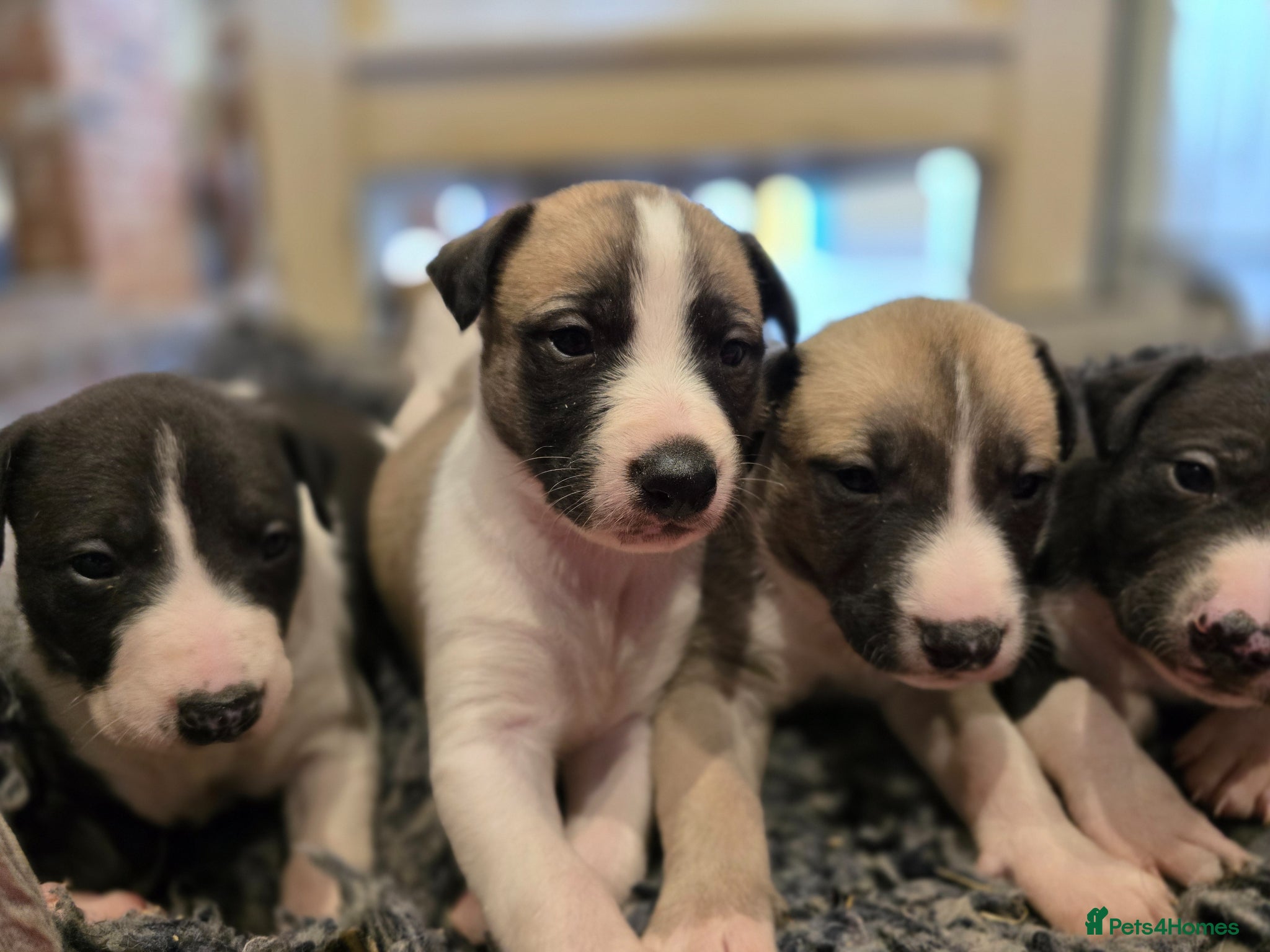Mixed Breed dogs Whippet cross whippet lurcher - Advert 20