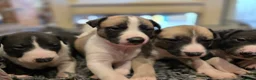 Mixed Breed dogs for sale: Whippet cross whippet lurcher - Advert 12