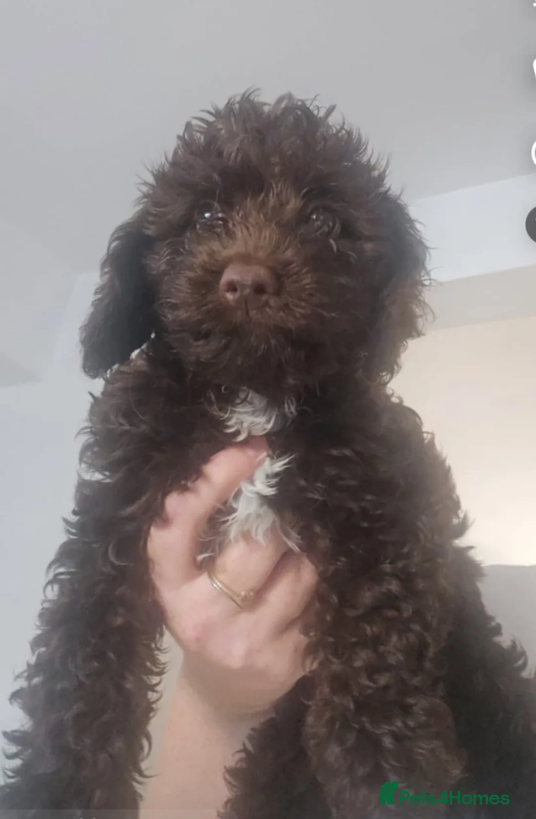 Mixed Breed dogs for sale: Our beautiful litter of Double Doodle puppies —  - Advert 1