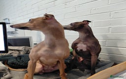 Italian Greyhound dogs for sale: Beautiful Pure Bred Italian Greyhounds - Image 6