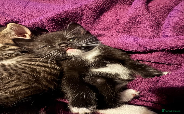 Mixed Breed cats - Advert 3