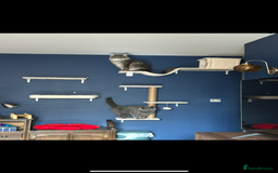 British Shorthair cats for sale: British Shorthair for sale - Image 2