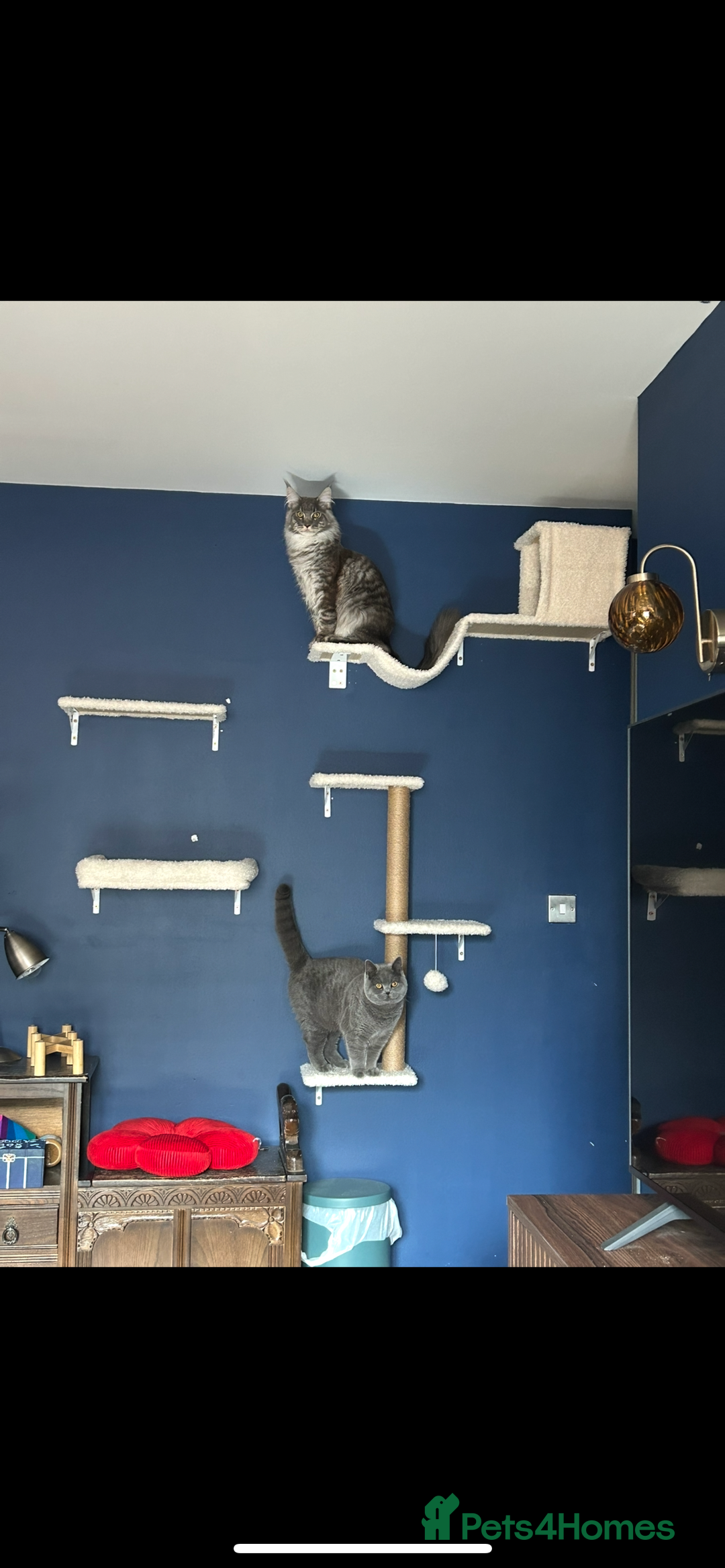 British Shorthair cats for sale: British Shorthair for sale - Image 2