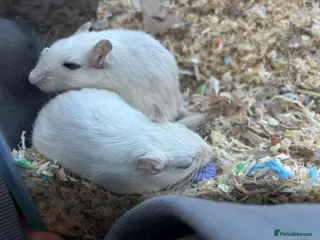 Gerbil rodents 2 females for rehoming - Advert 3