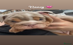 English Bulldog dogs for sale: English bulldog puppies  - Image 16