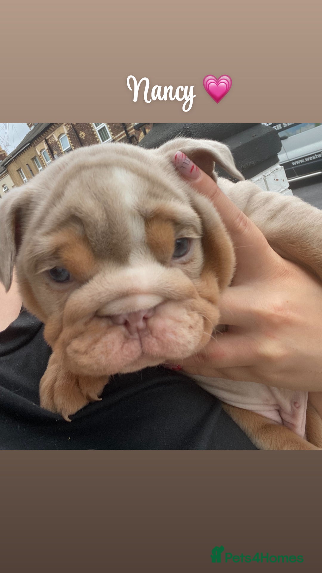 English Bulldog dogs for sale: English bulldog puppies  - Image 16
