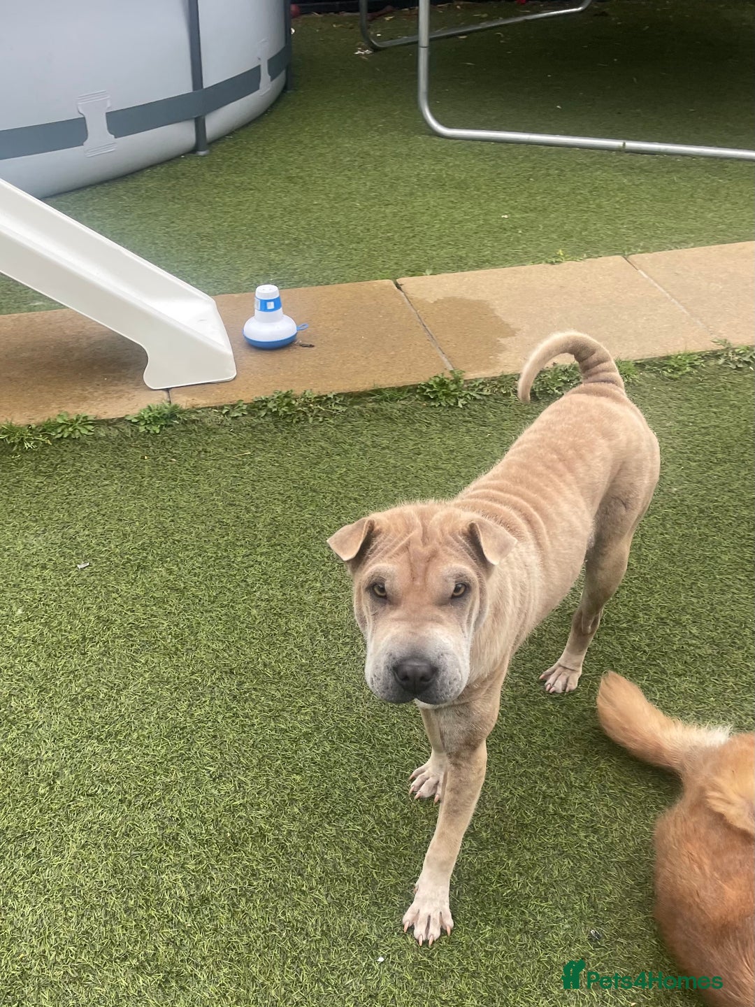 Shar Pei dogs for sale: Kc reg female Shar pei for sale  - Image 4