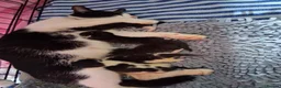 Mixed Breed cats for sale: Litter Of 5 Beautiful Kittens - Advert 4