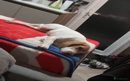 Cocker Spaniel dogs for sale: Working cocker spaniel female  - Image 2