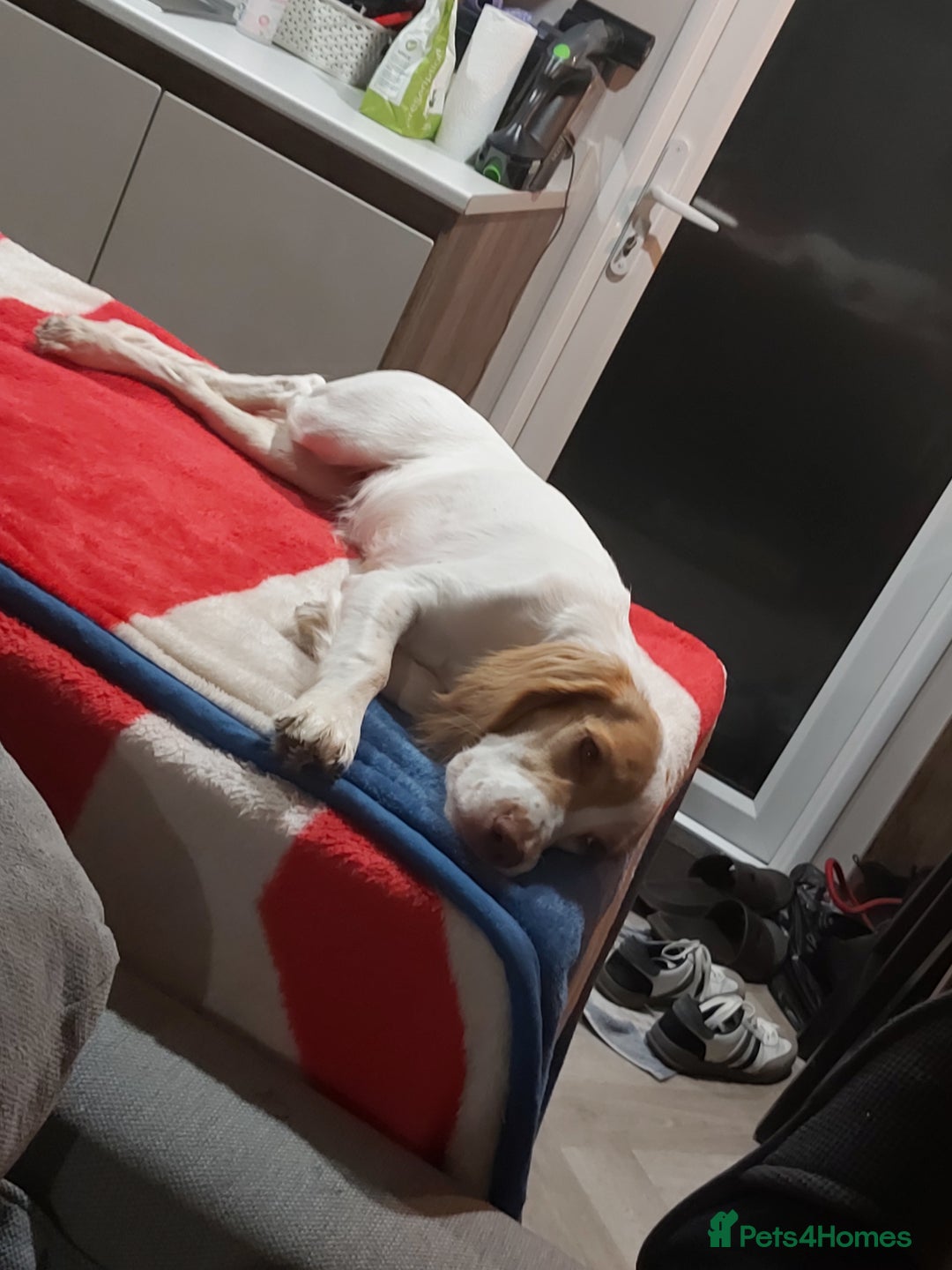 Cocker Spaniel dogs for sale: Working cocker spaniel female  - Image 2