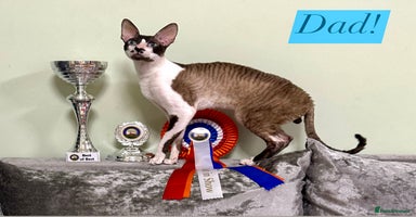 Cornish Rex cats - Advert 1