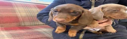 Miniature Dachshund dogs for sale: Mini dachshund 2 smooth boys available  - Advert 15
