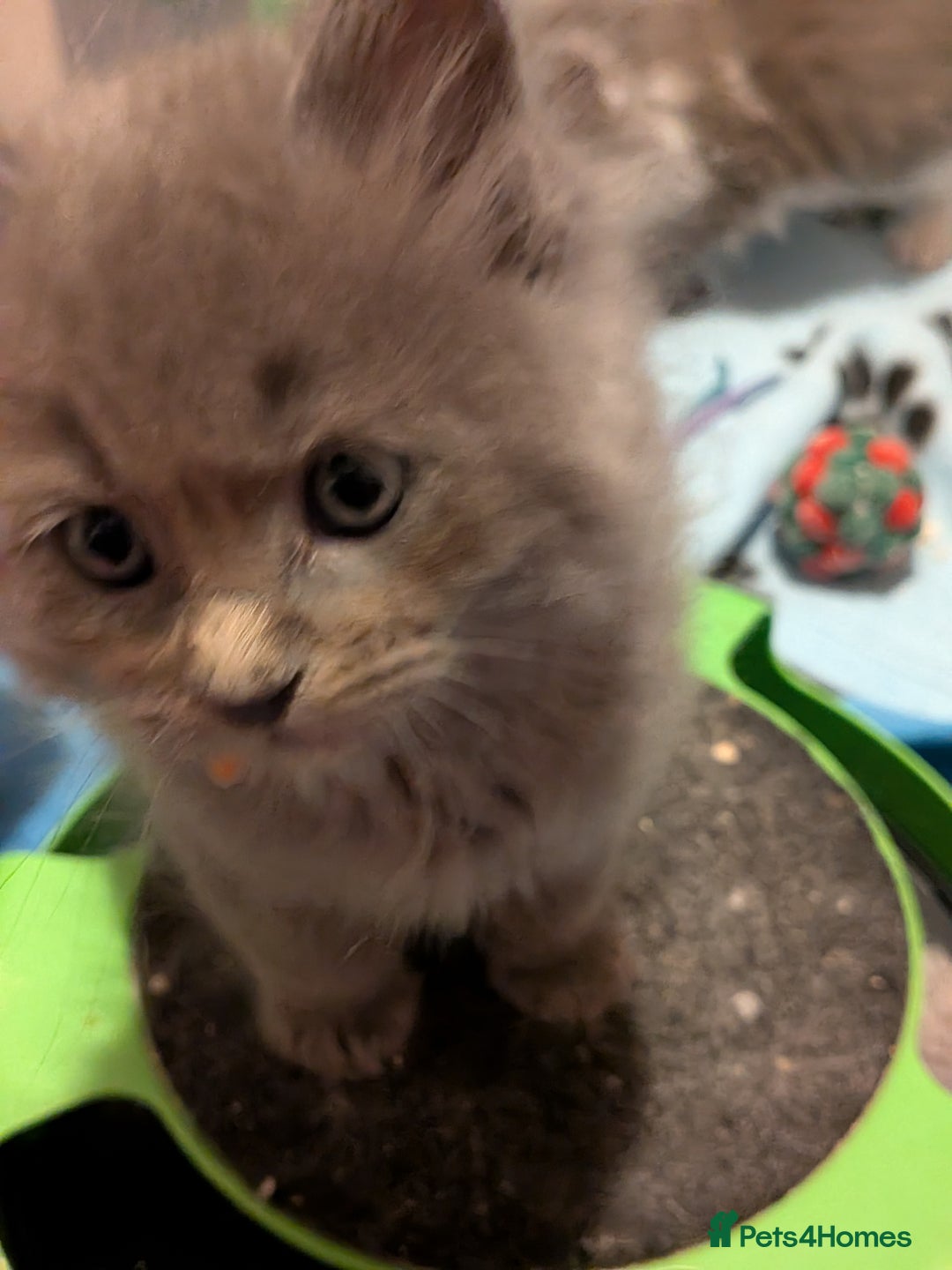 Maine Coon cats for sale: Mainecoon  x ragdolls - Advert 19