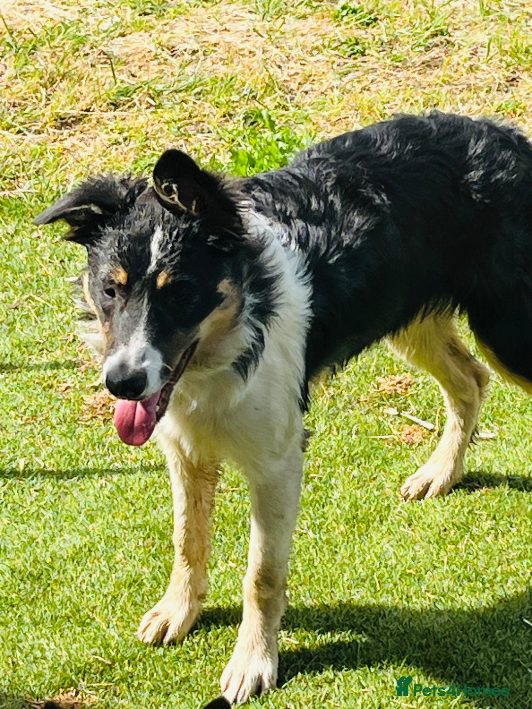 Border Collie dogs for sale: 2 x Collies (Sisters) - Image 8