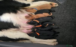 Cavalier King Charles Spaniel dogs for sale: Cavalier  King Charles Puppies - Image 1