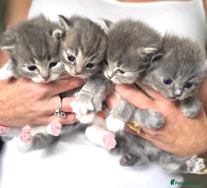 Ragdoll cats Four beautiful blue Ragdoll tabby point kittens - Advert 1
