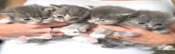 Ragdoll cats for sale: Four beautiful blue Ragdoll tabby point kittens - Advert 1