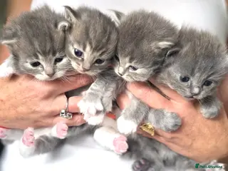 Ragdoll cats Four beautiful blue Ragdoll tabby point kittens - Advert 1