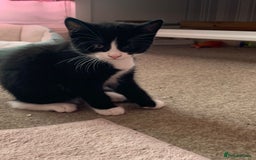 Mixed Breed cats for sale: kittens ready for rehoming   in Northwood - Image 8