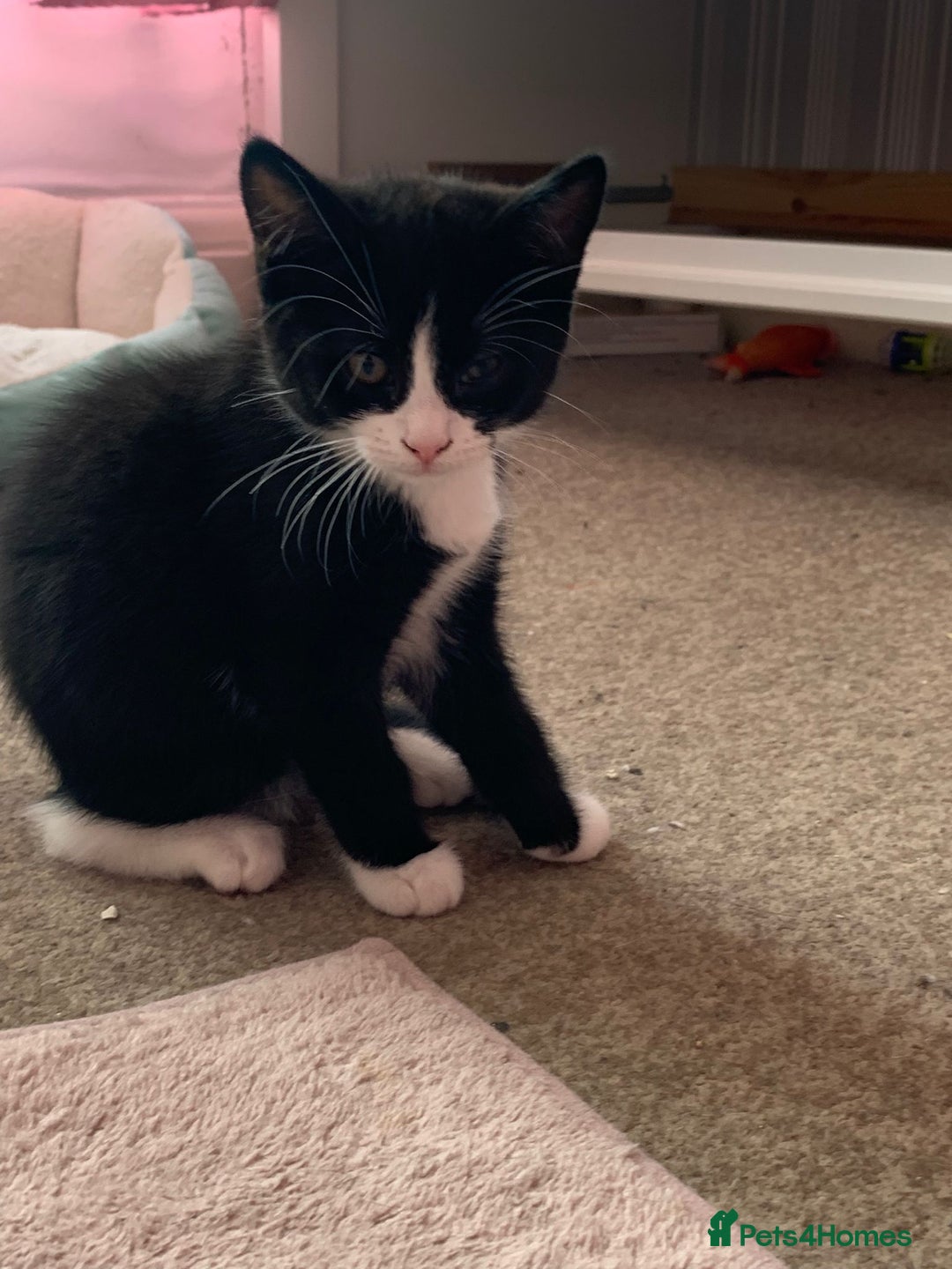 Mixed Breed cats for sale: kittens ready for rehoming   in Northwood - Image 8