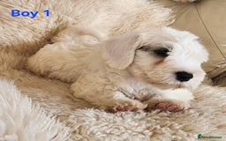 Sealyham Terrier dogs for sale: Sealyham terrier puppy’s  - Image 2