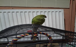 Ringnecks birds for sale:  Indian ringneck  - Image 2