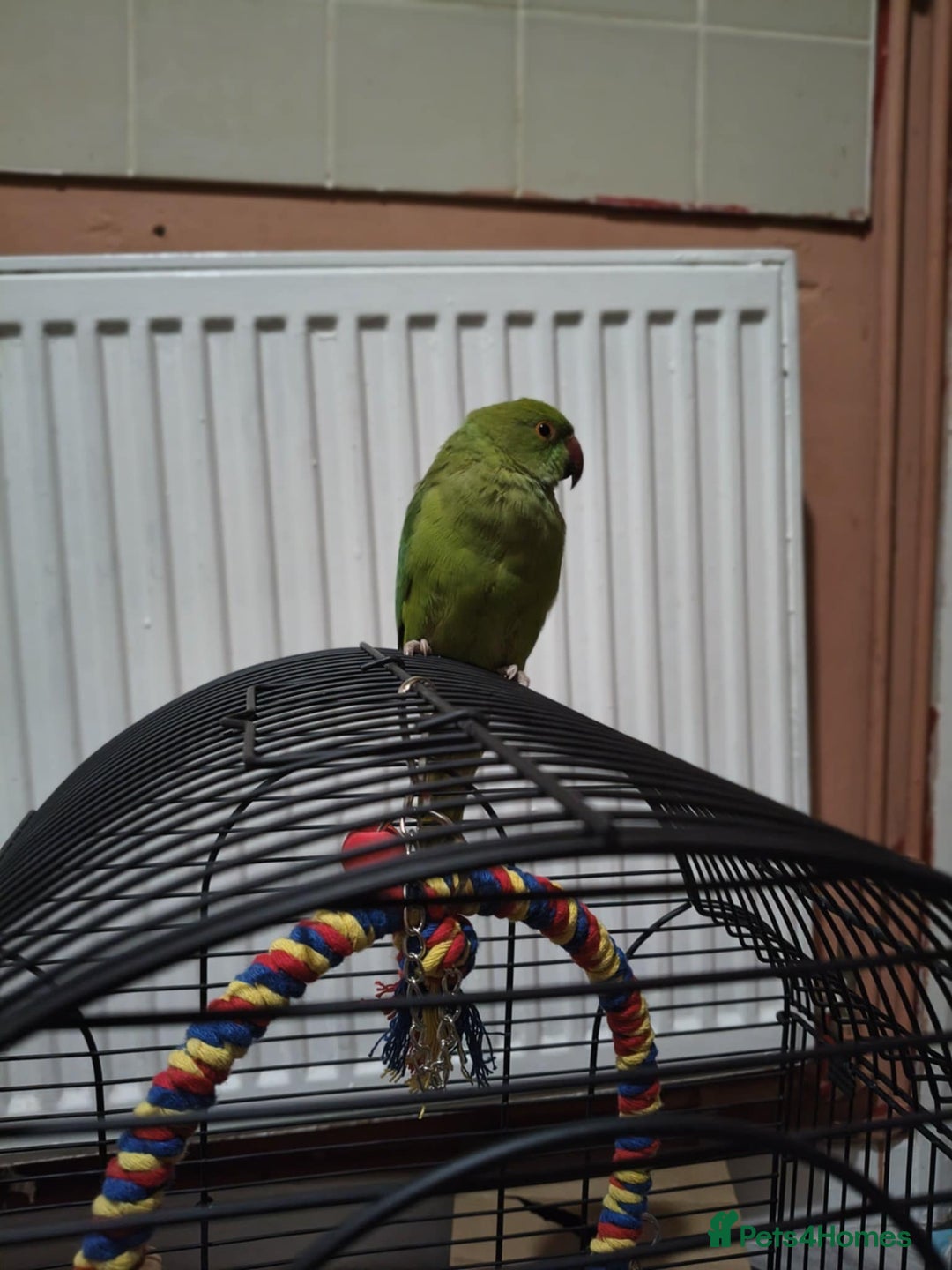 Ringnecks birds for sale:  Indian ringneck  - Image 2