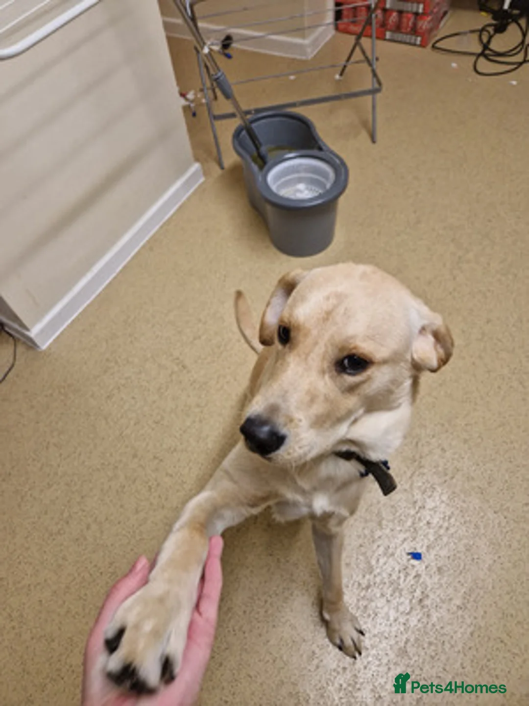 Labrador Retriever dogs for sale: Labrador retriever girl ready for her new home in Welwyn Garden City - Advert 5