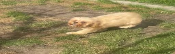 Cavapoo dogs for sale: Cavapoo puppies - Advert 4