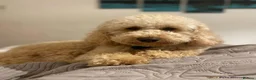 Labradoodle dogs for sale: Stunning Apricot & Cream Labradoodle Puppies  - Advert 10