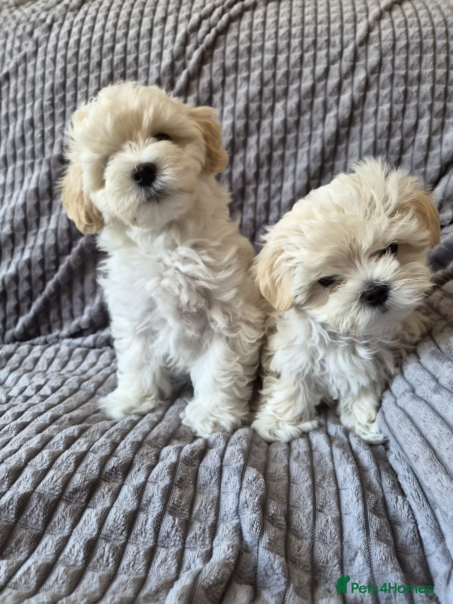 Maltipoo dogs ❗️READY NOW❗️⭐️TINY KOREAN MALTIPOO PUPPIES⭐️ - Advert 2