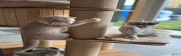Scottish Fold cats for sale: Full pedigree Scottish fold kittens - Advert 18