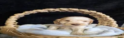 Cocker Spaniel dogs for sale: Beautiful kc reg show cockers  - Advert 16