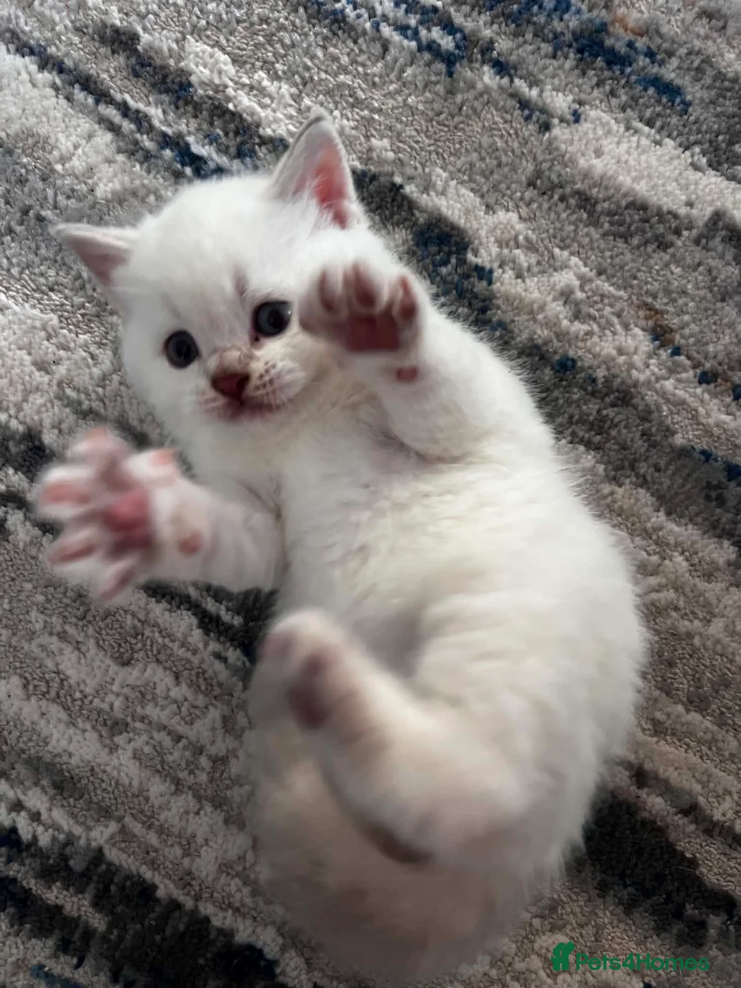 Scottish Fold cats for sale: Scottish fold and straight blue eyed kittens - Advert 11