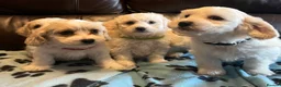 Cavachon dogs for sale: Cute Cavachon x bichon Frise puppies  - Advert 14