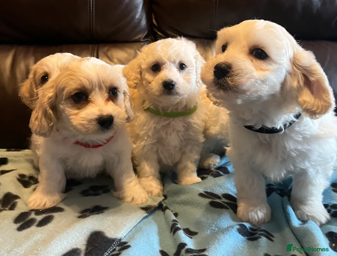 Cavachon dogs for sale: Cute Cavachon x bichon Frise puppies  - Advert 14