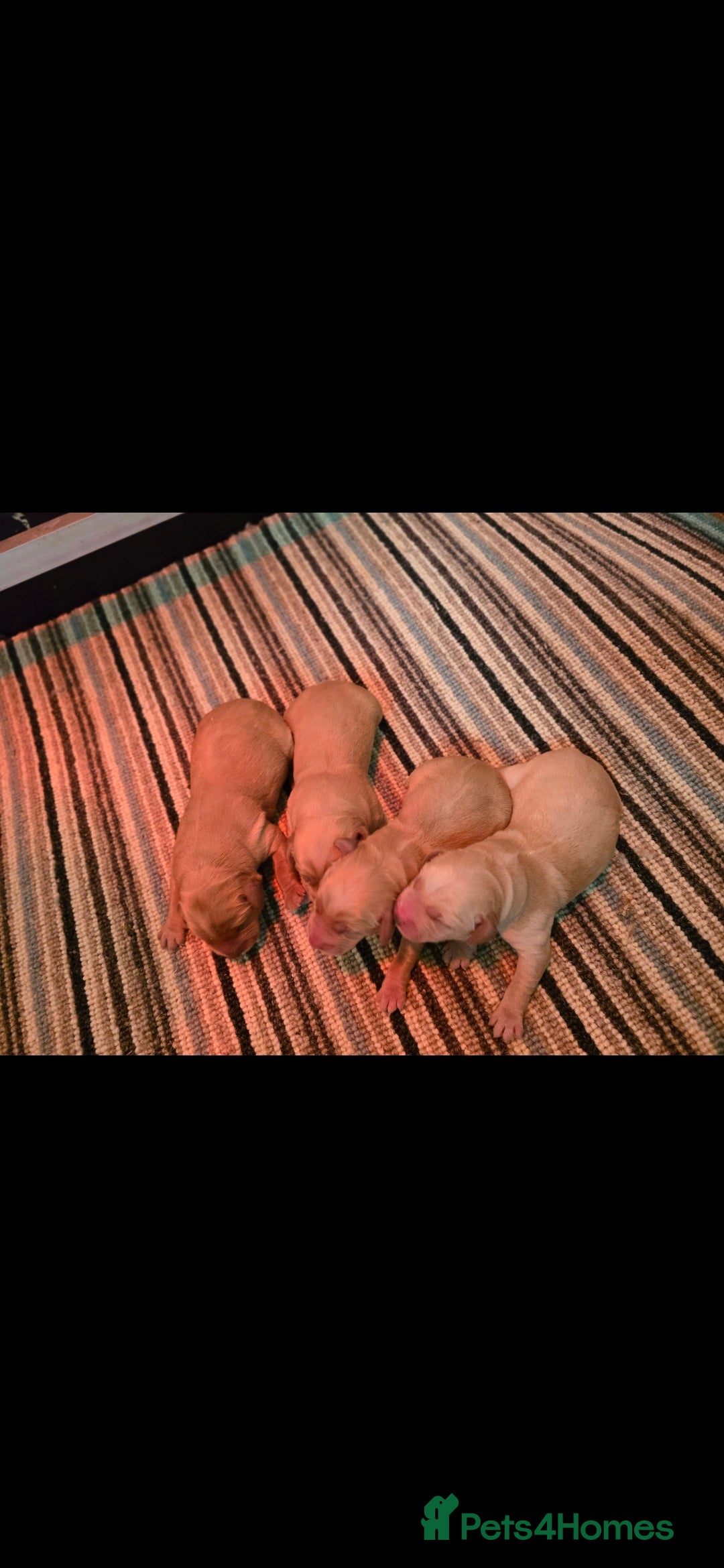 Labradoodle dogs for sale: F1 MINI LABRADOODLES ready to leave 3rd dec  - Advert 20